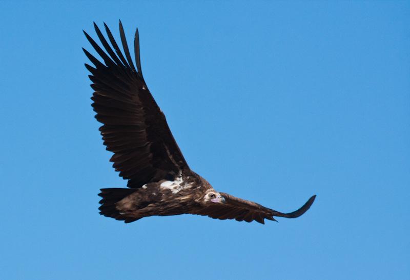 Cinareous Vulture In Flight